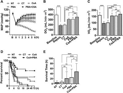 Synergetic Effect of 4-Phenylbutyric Acid in Combination with Cyclosporine A on Cardiovascular Function in Sepsis Rats via Inhibition of Endoplasmic Reticulum Stress and Mitochondrial Permeability Transition Pore Opening